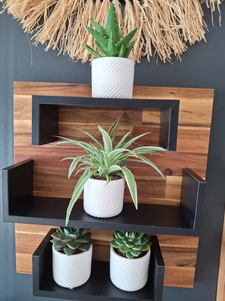 Applique murale pour plantes Applique murale pour plantes